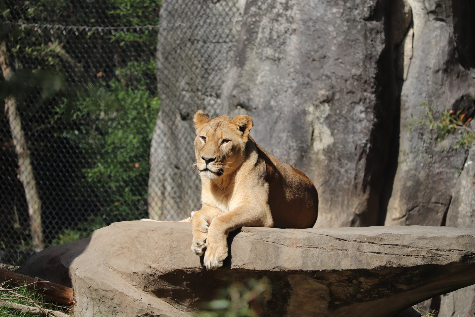 Africa - African Lion