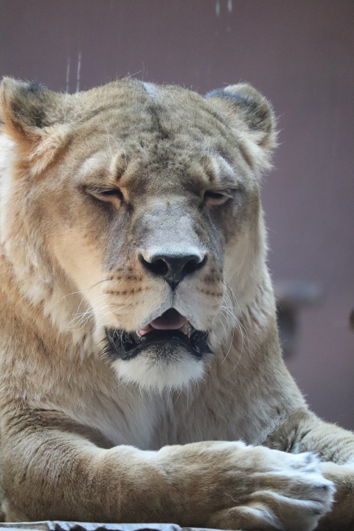 Africa - African Lion