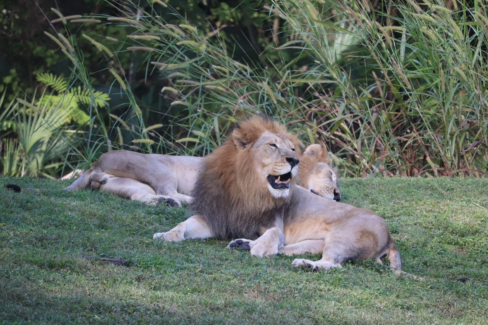 Africa - African Lion