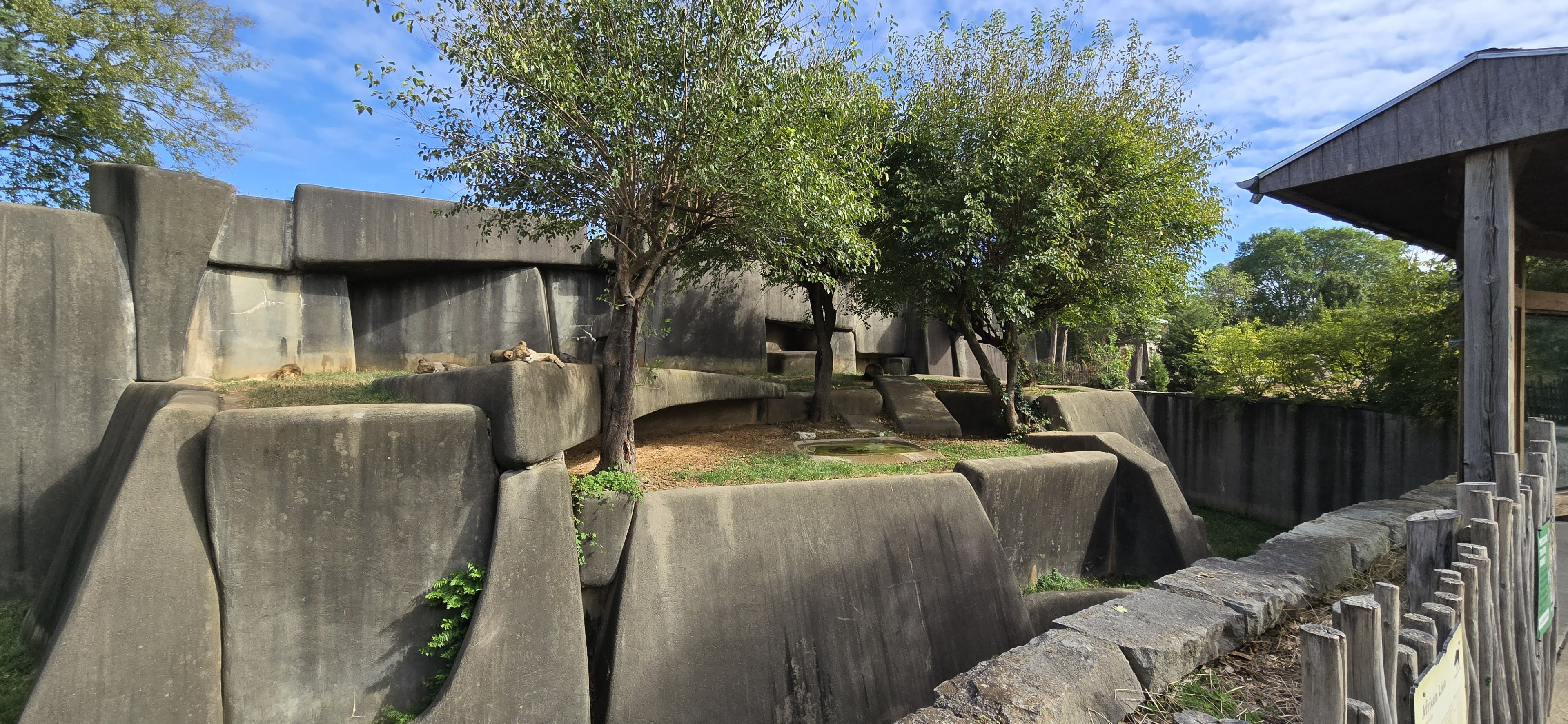 Africa - African lion