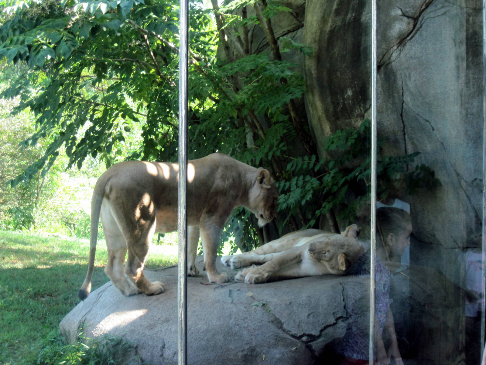 Africa-African Lions