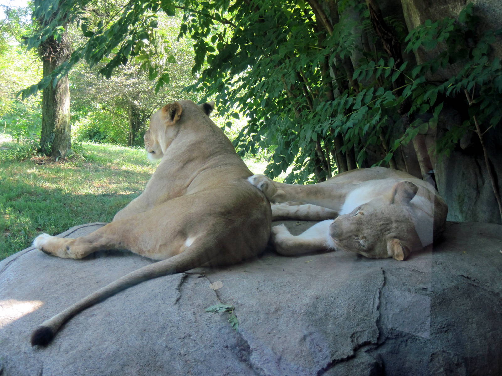 Africa-African Lions
