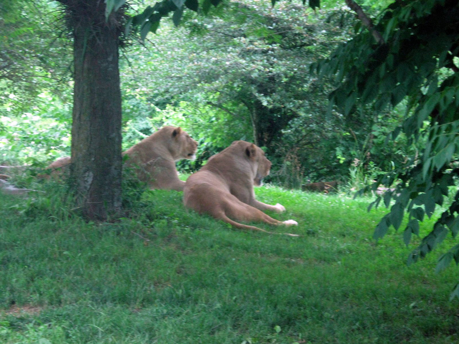 Africa-African Lions