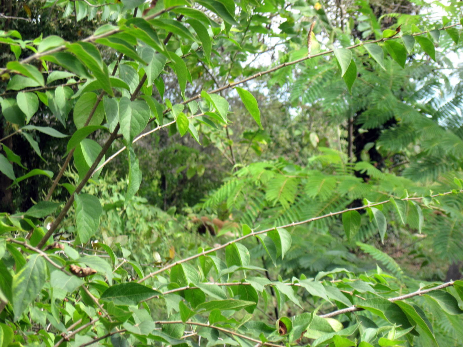 Africa-African Lions