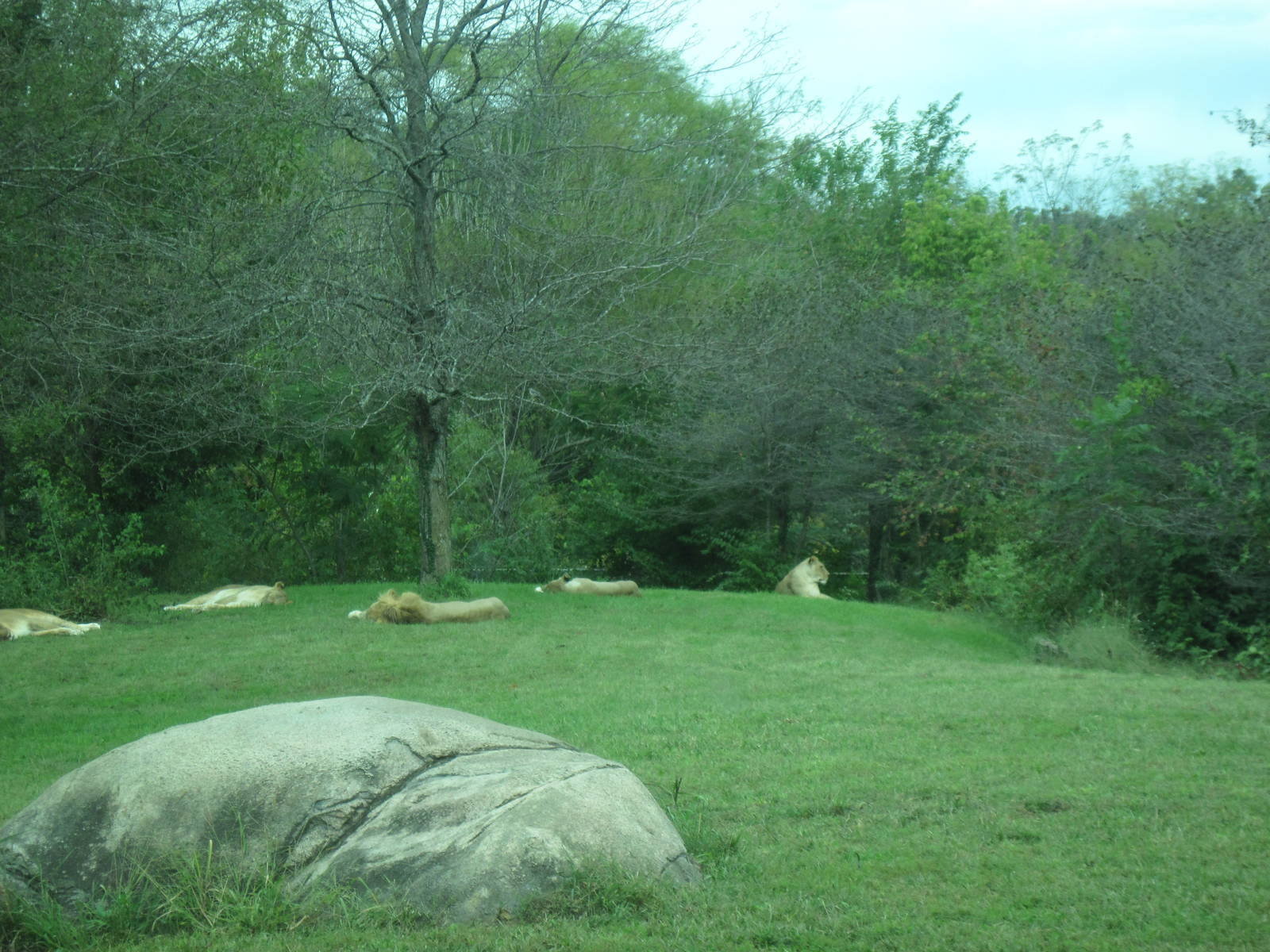 Africa-African Lions