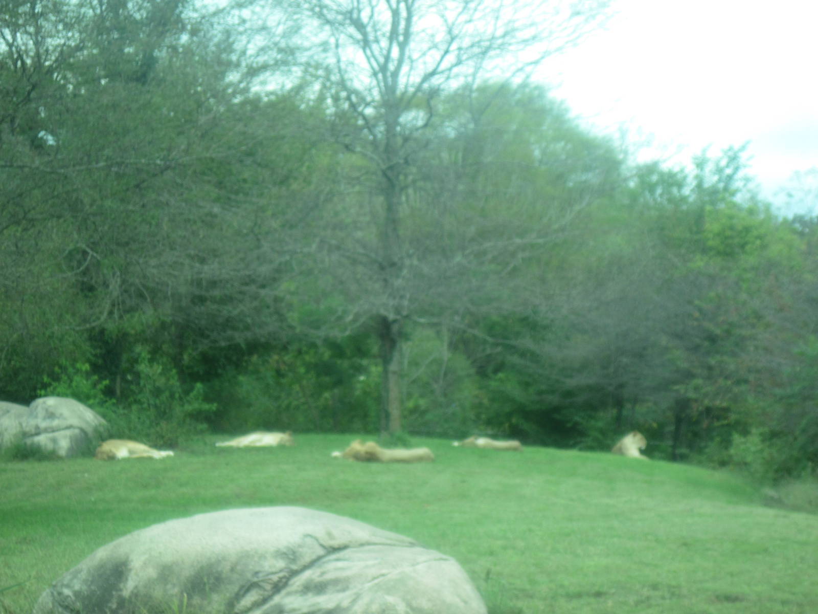 Africa-African Lions