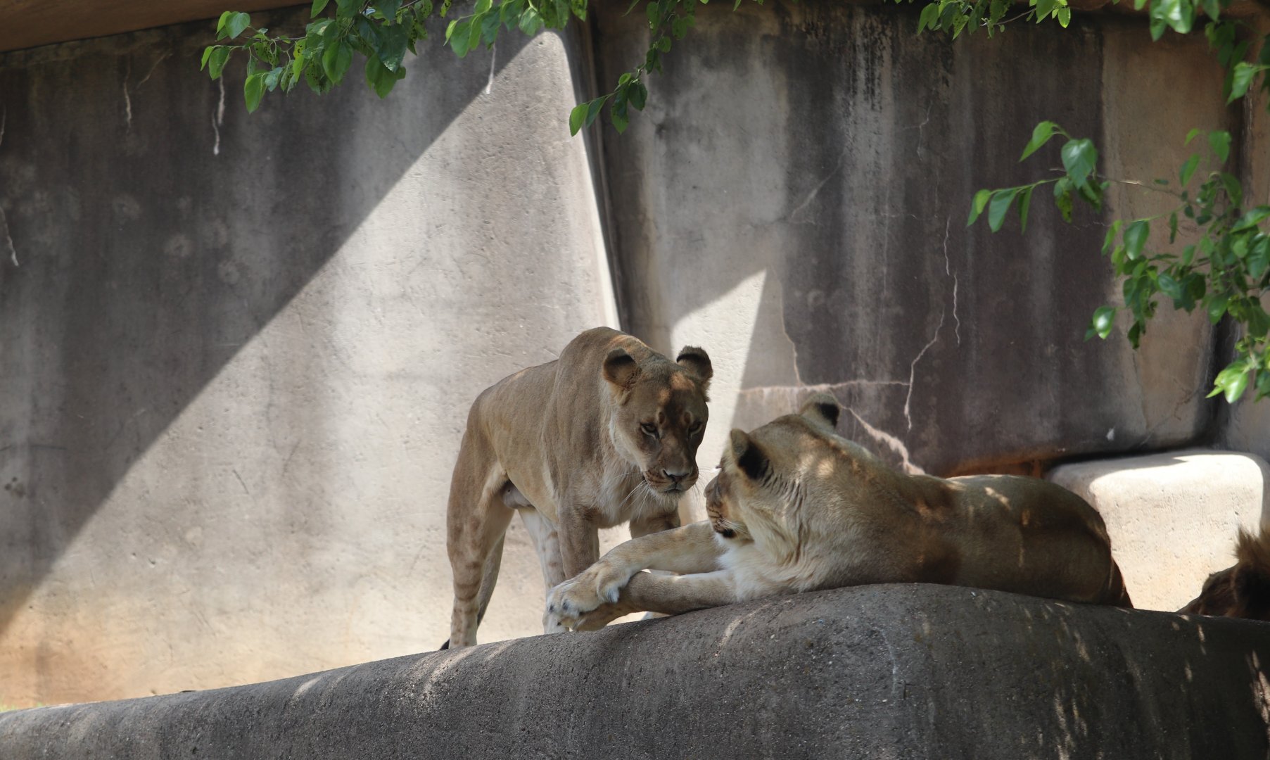 Africa - African Lions