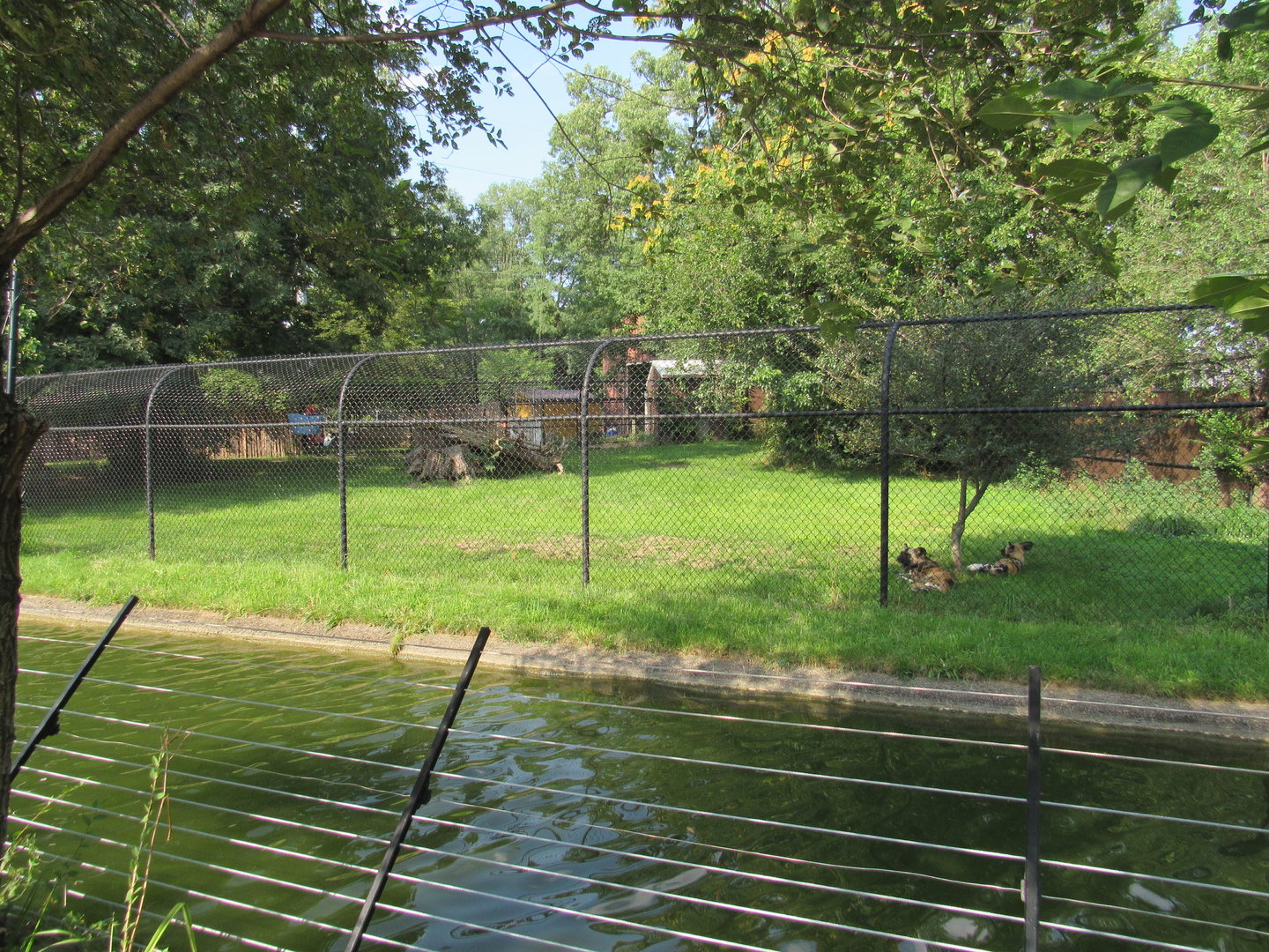 Africa - African Painted Dog Exhibit
