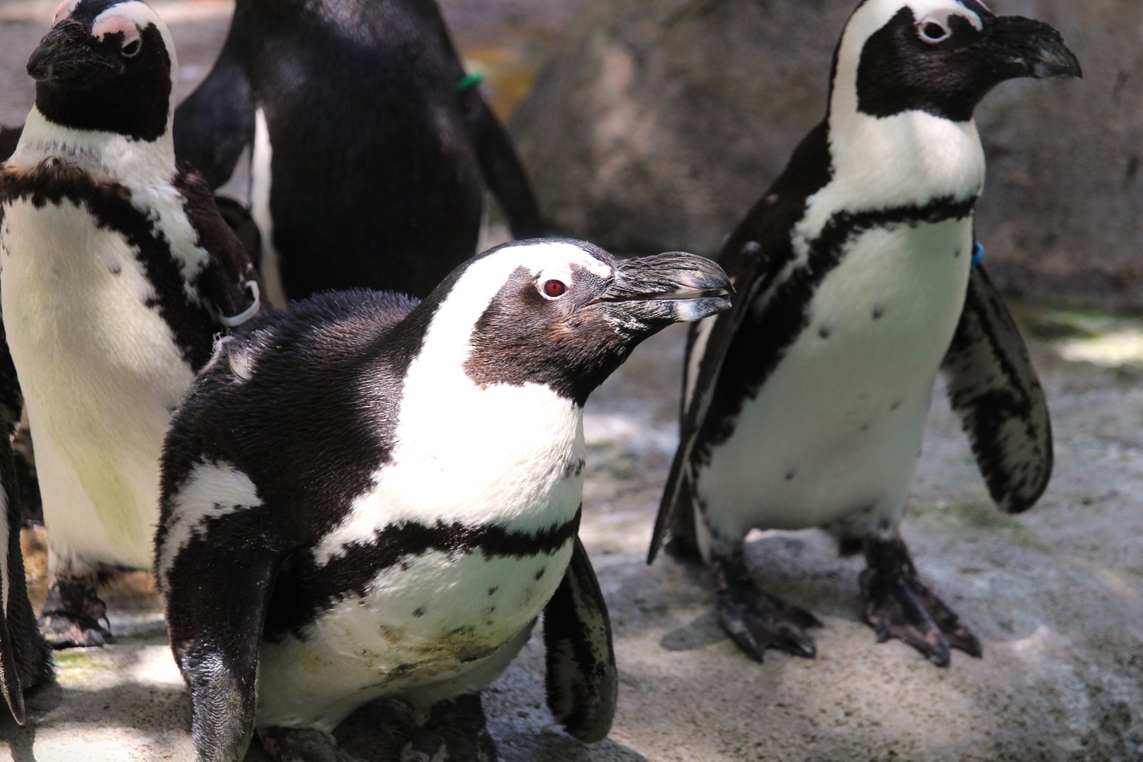 Africa - African Penguin