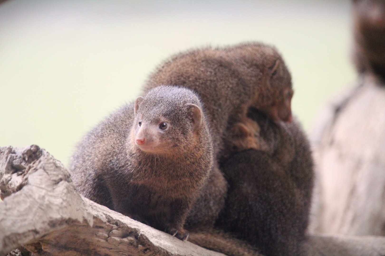 Africa - African Plains - Common Dwarf Mongooses