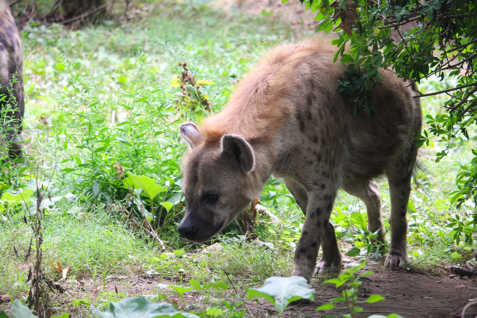 Africa - African Plains - Spotted Hyena