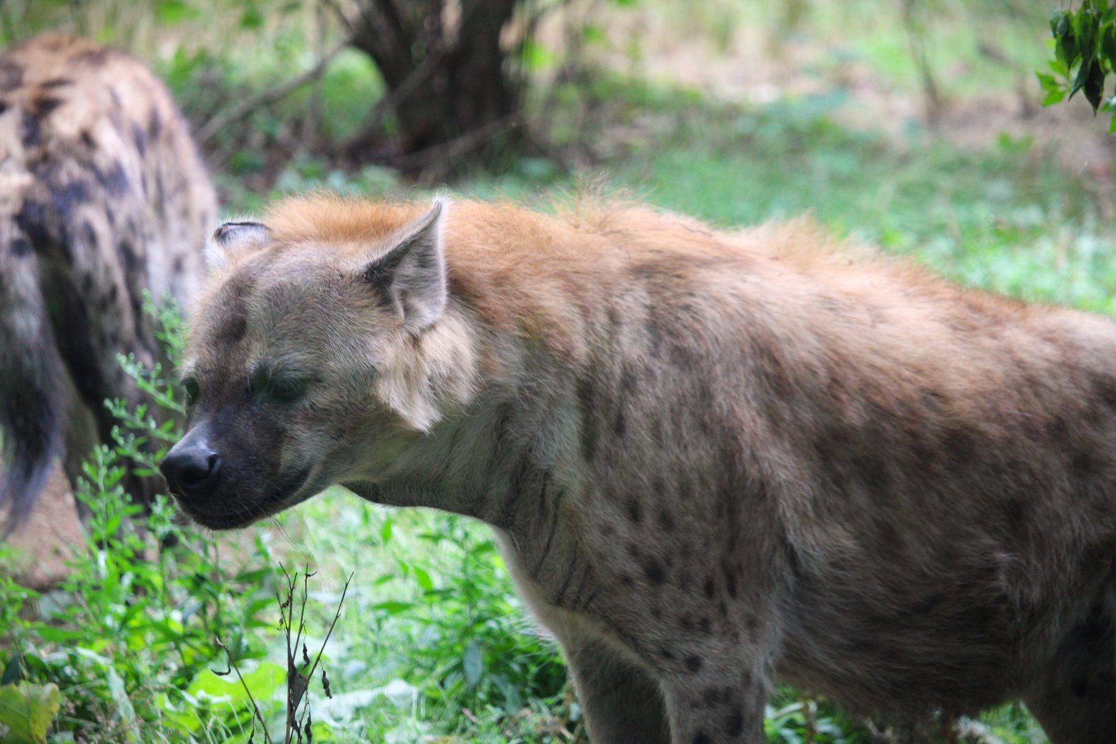 Africa - African Plains - Spotted Hyena