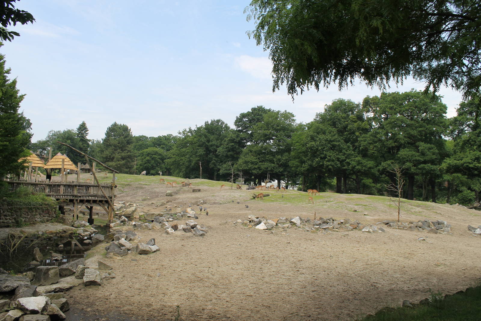 Africa - African savannah 1