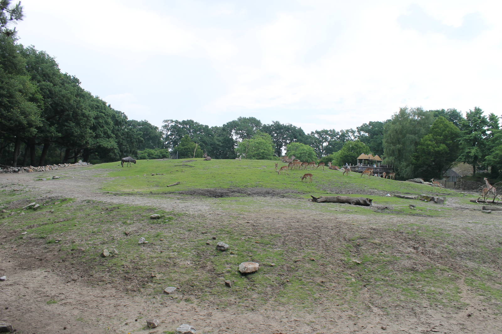 Africa - African savannah 2