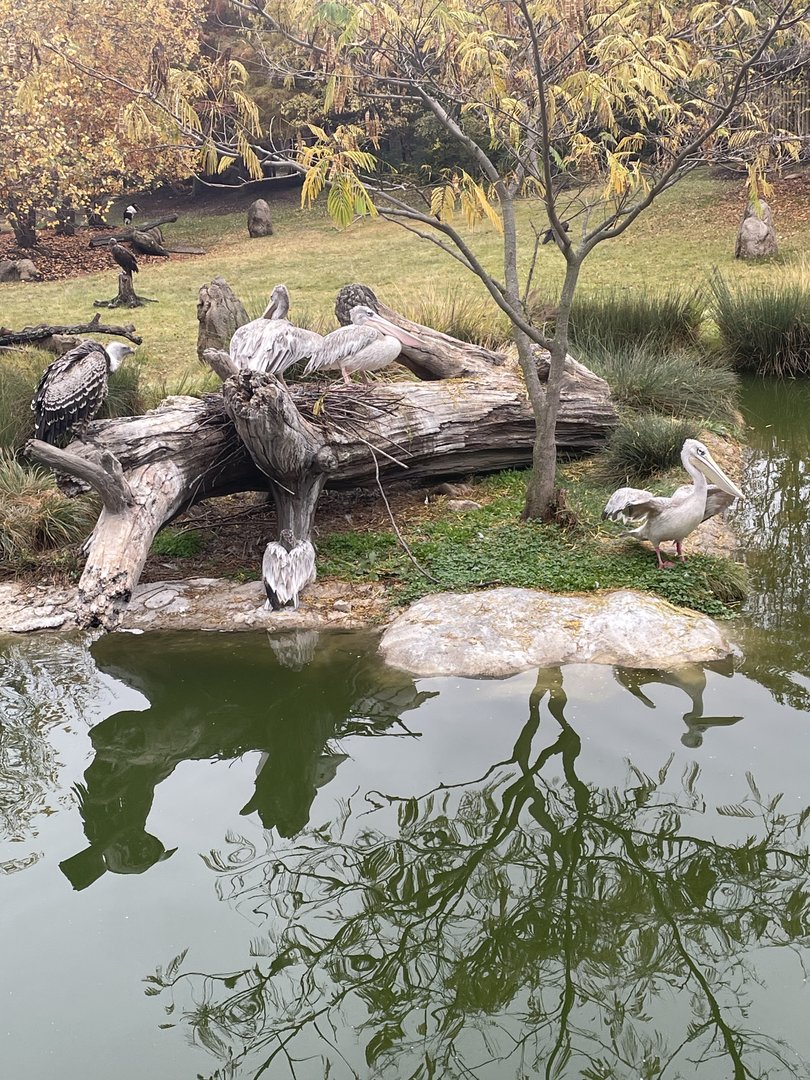 Africa! African Savannah Island