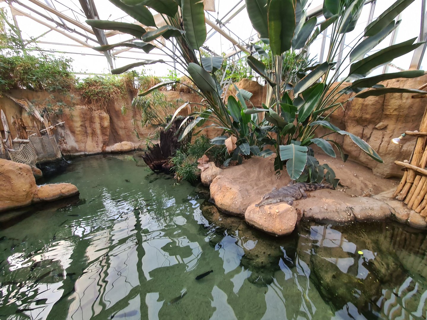 Africa - African slender-snouted crocodile enclosure