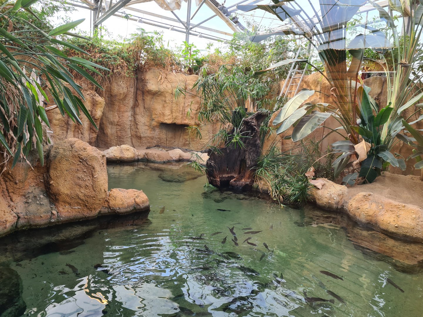 Africa - African slender-snouted crocodile enclosure