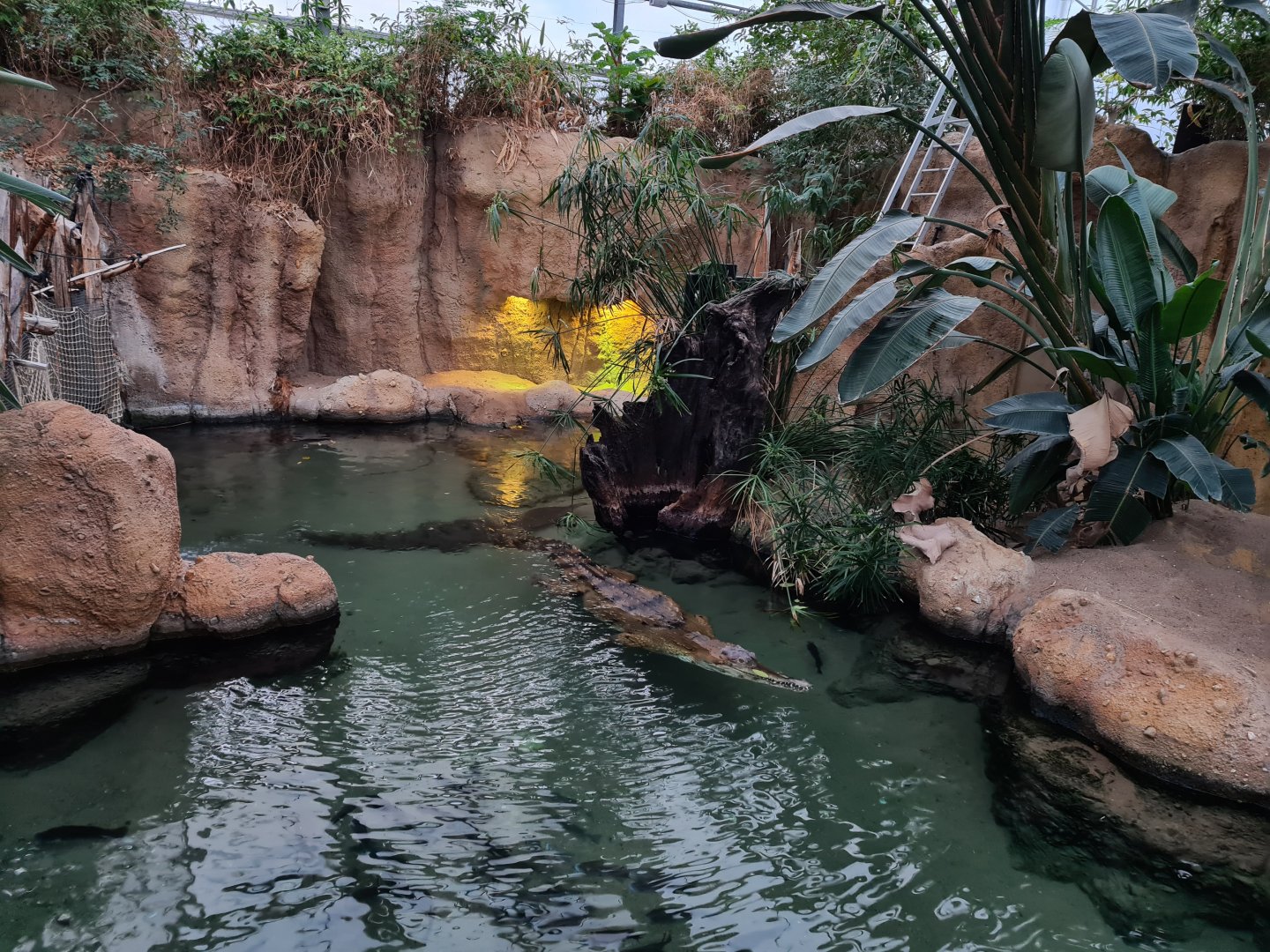 Africa - African slender-snouted crocodile enclosure