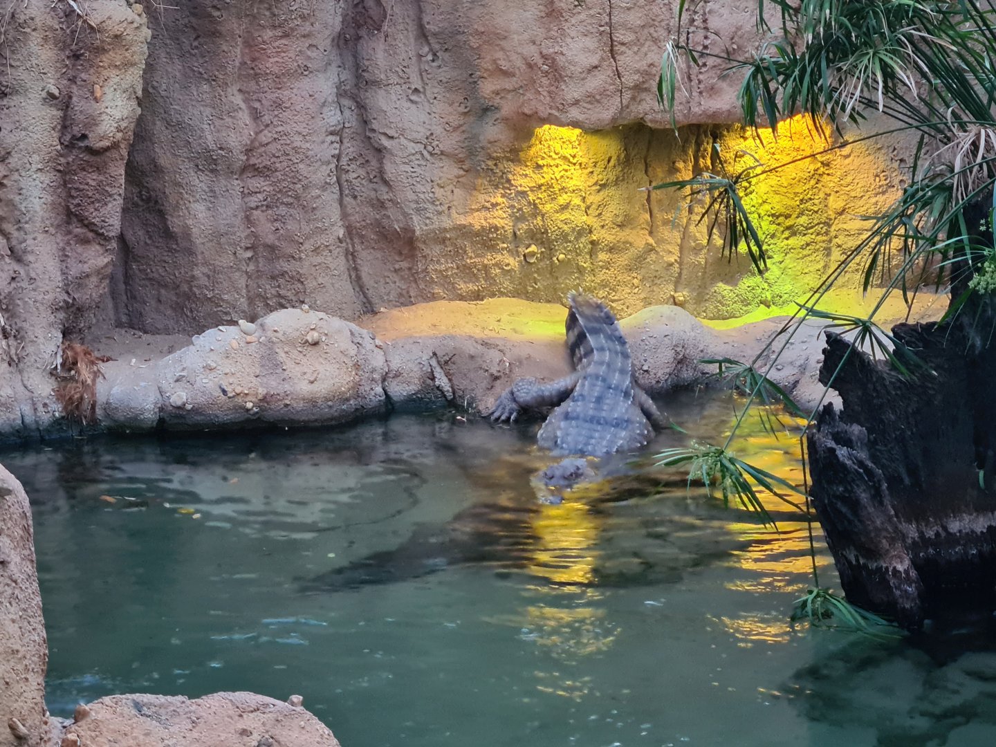 Africa - African slender-snouted crocodile getting into the water