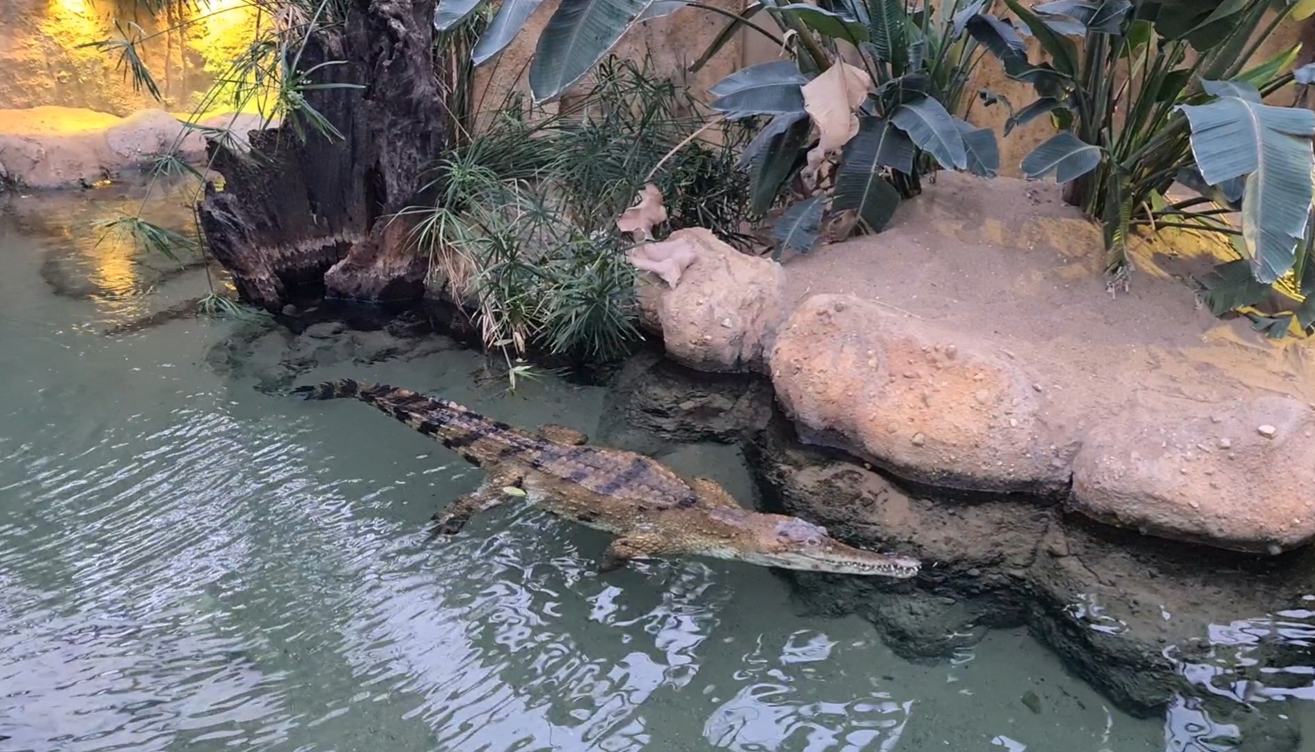 Africa - African slender-snouted crocodile