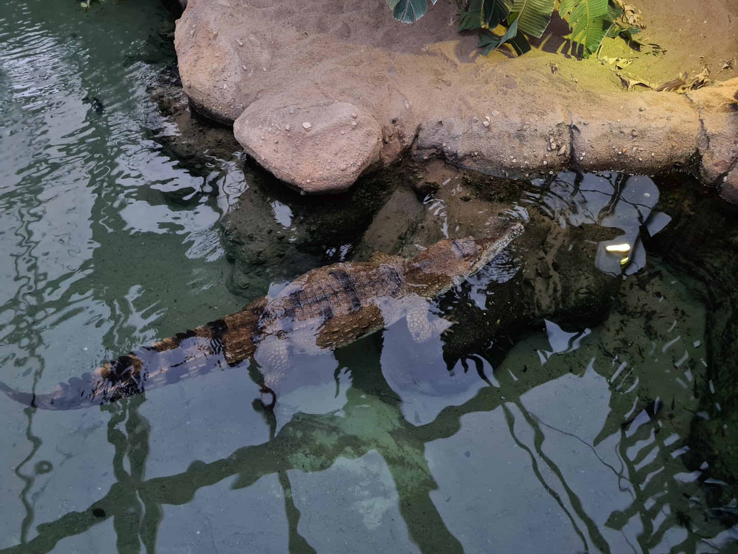 Africa - African slender-snouted crocodile