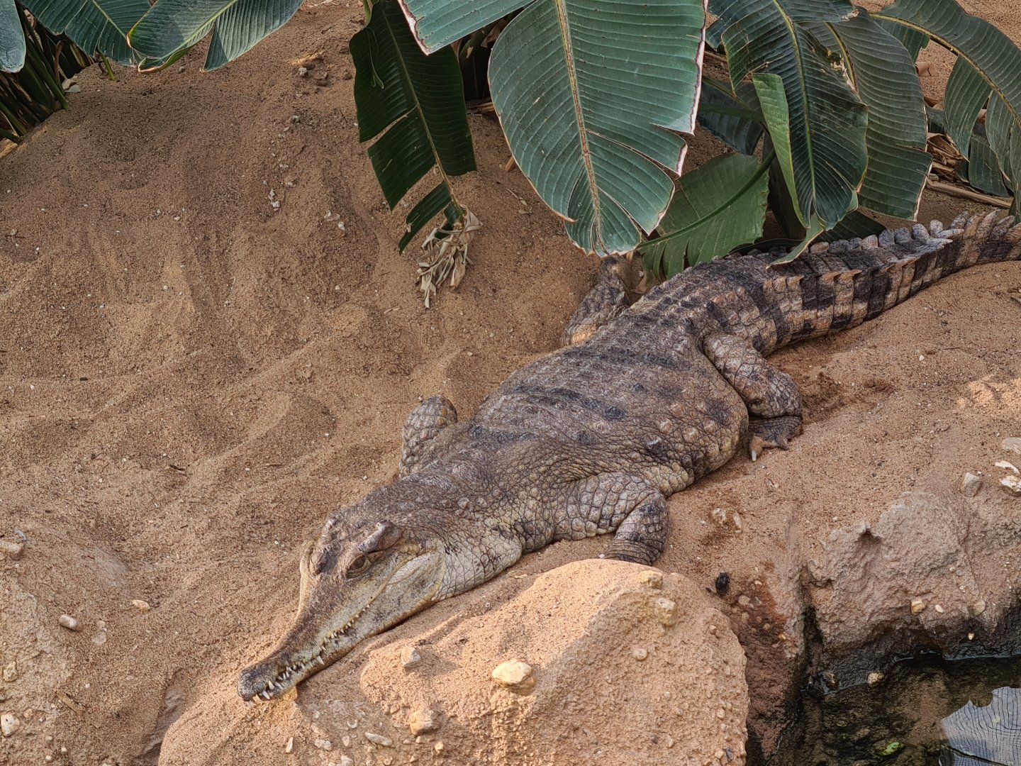 Africa - African slender-snouted crocodile