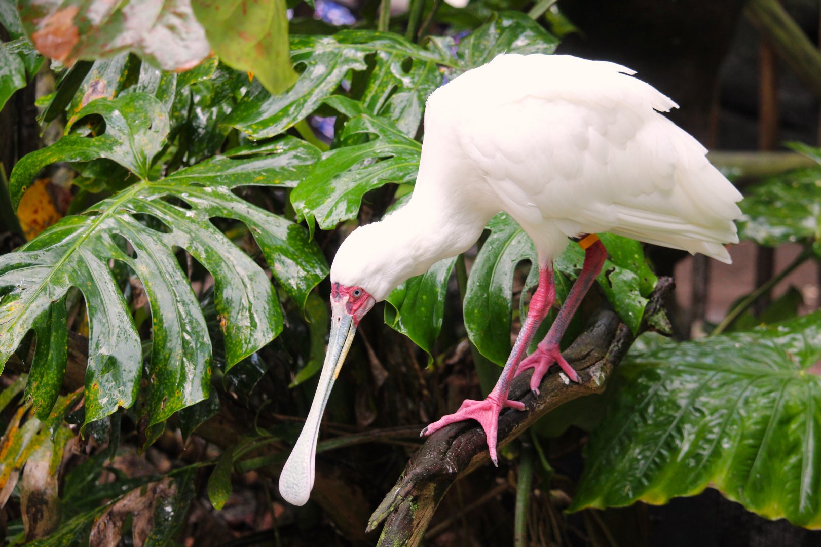 Africa - African Spoonbill
