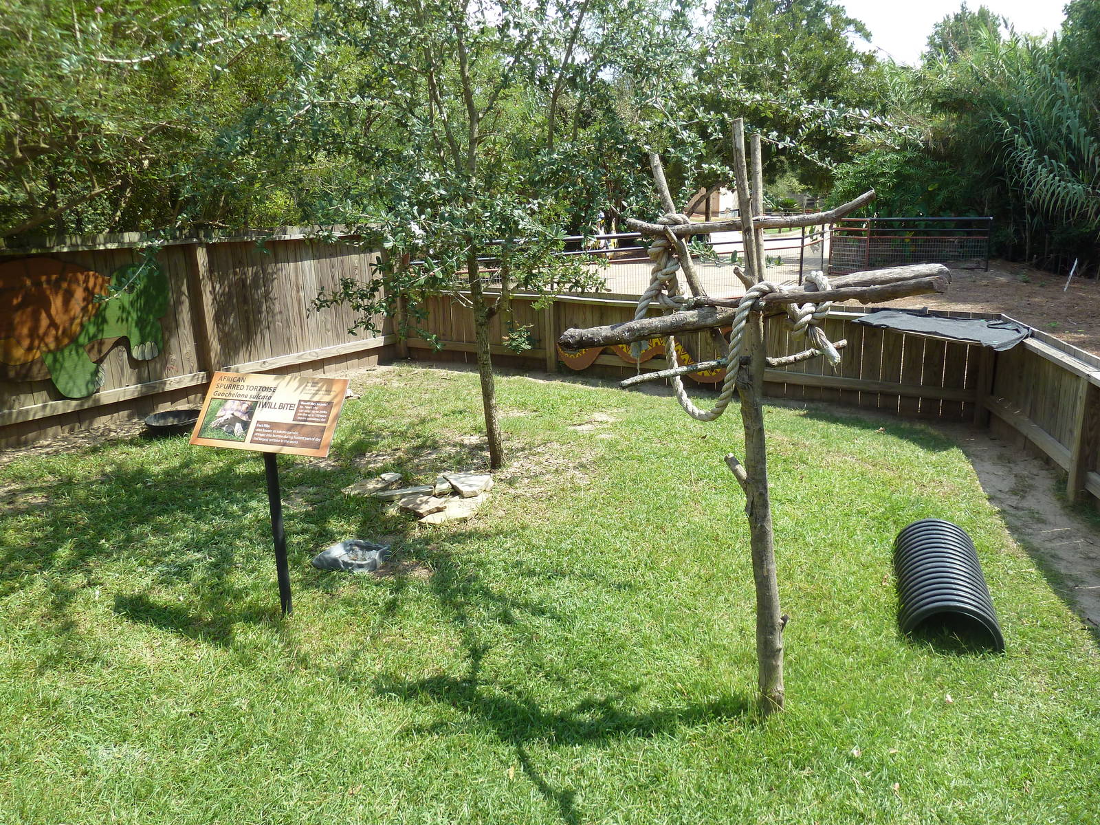 Africa - African Spurred Tortoise Exhibit