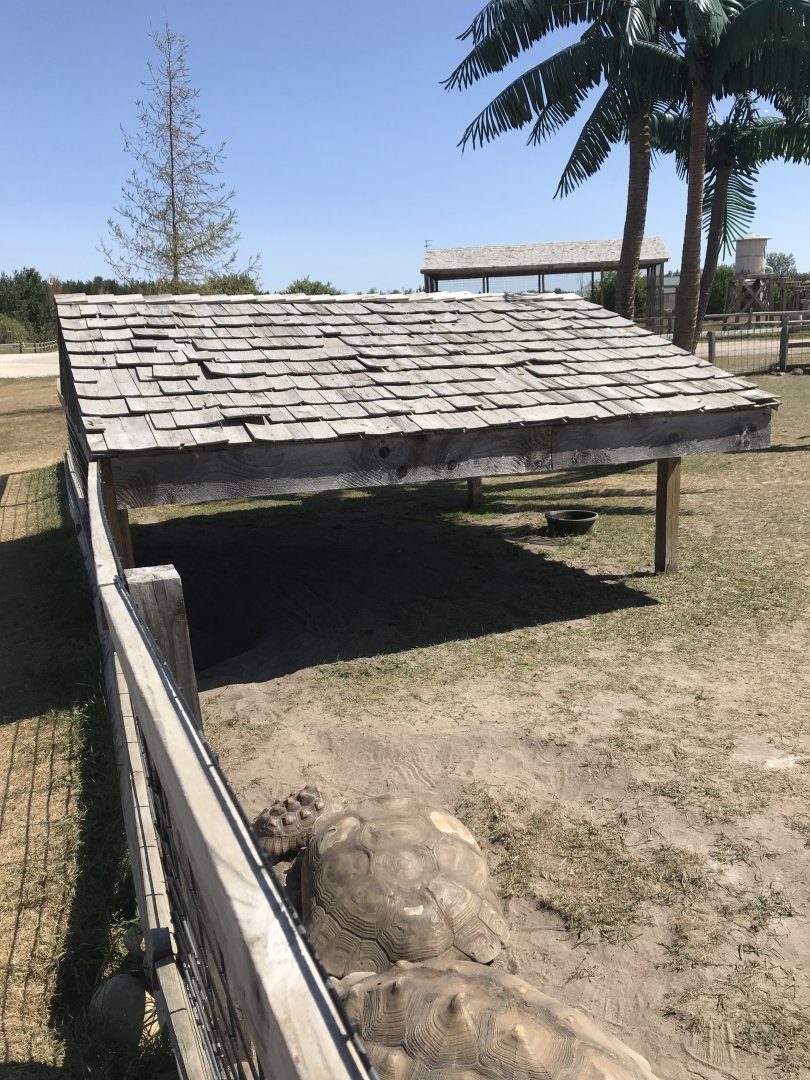 “Africa”- African spurred tortoise exhibit