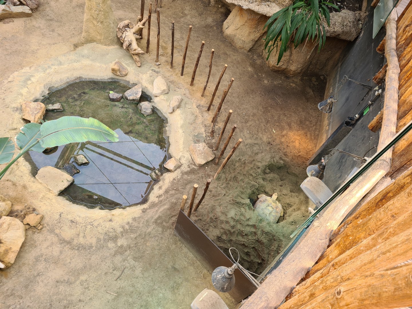 Africa - African spurred tortoise in Crocodile river