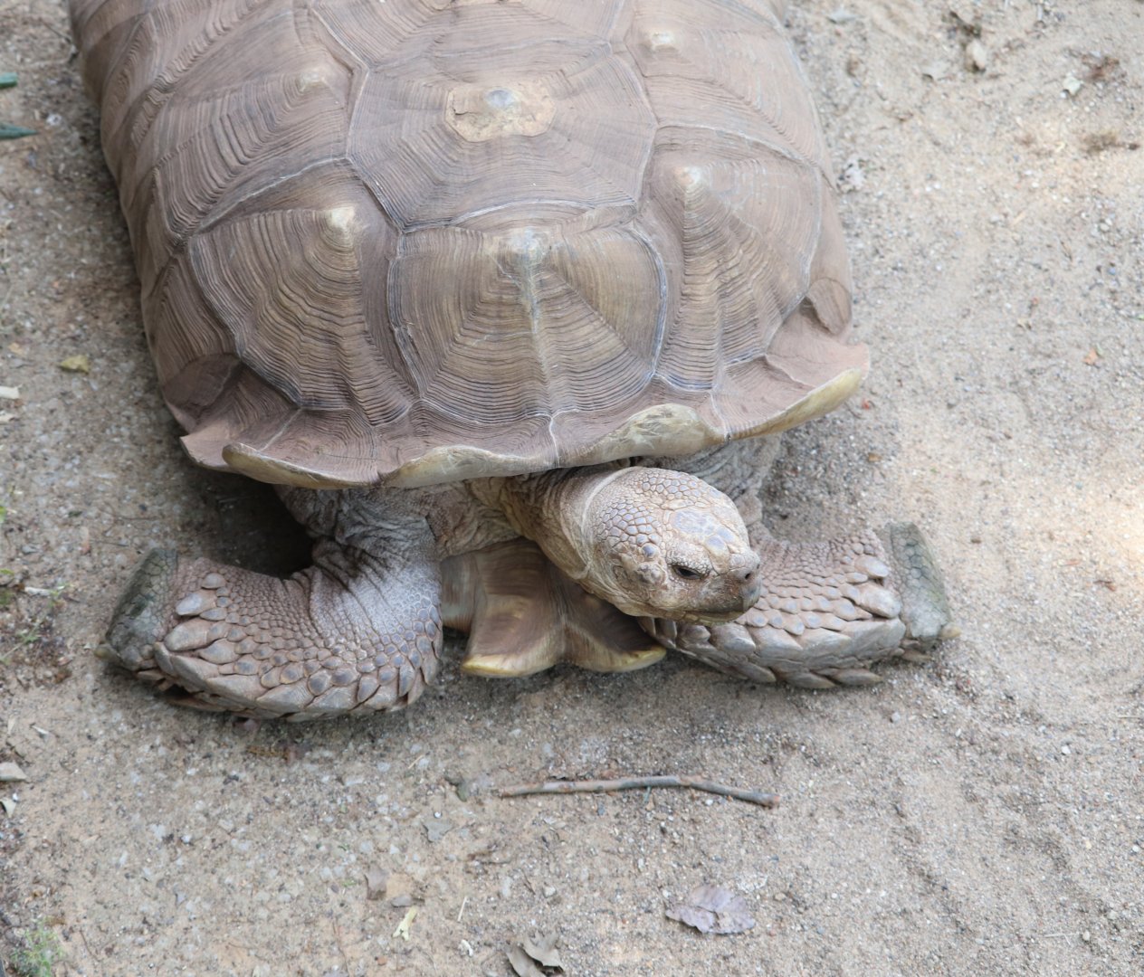Africa - African Spurred Tortoise