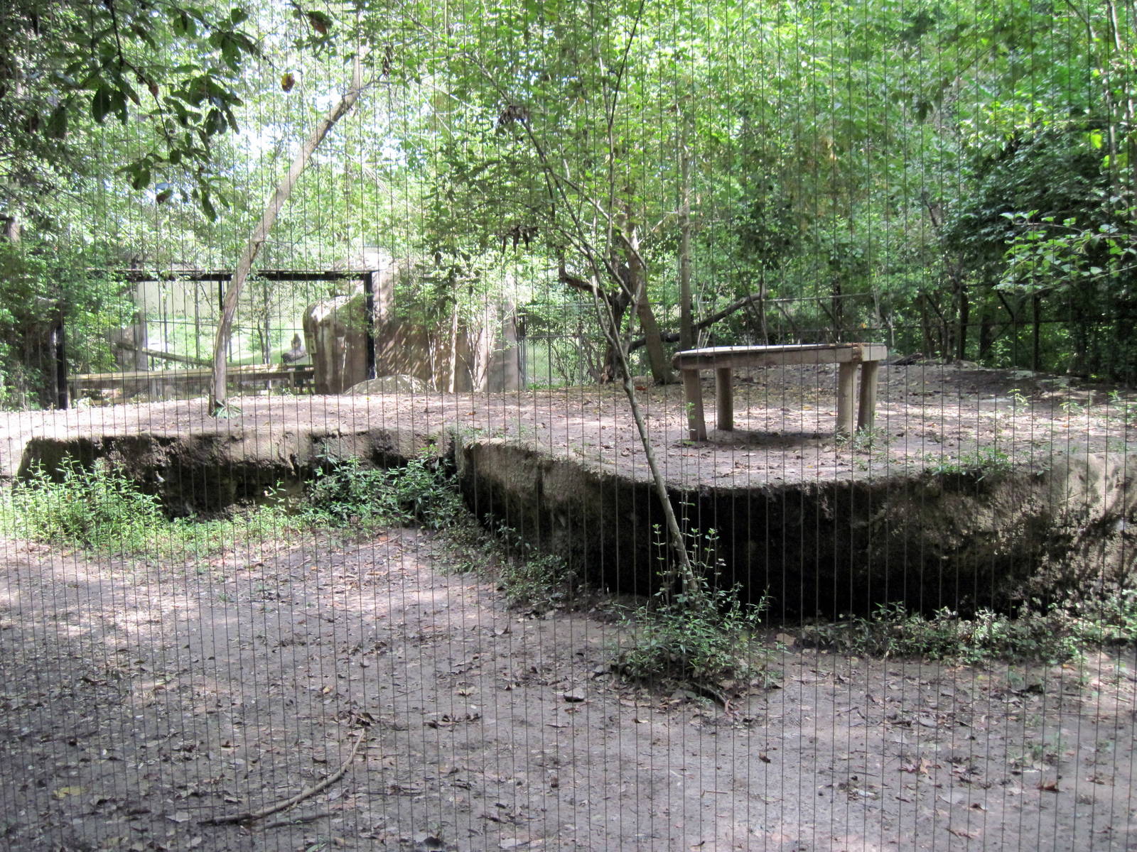 Africa-African Wild Dog Exhibit