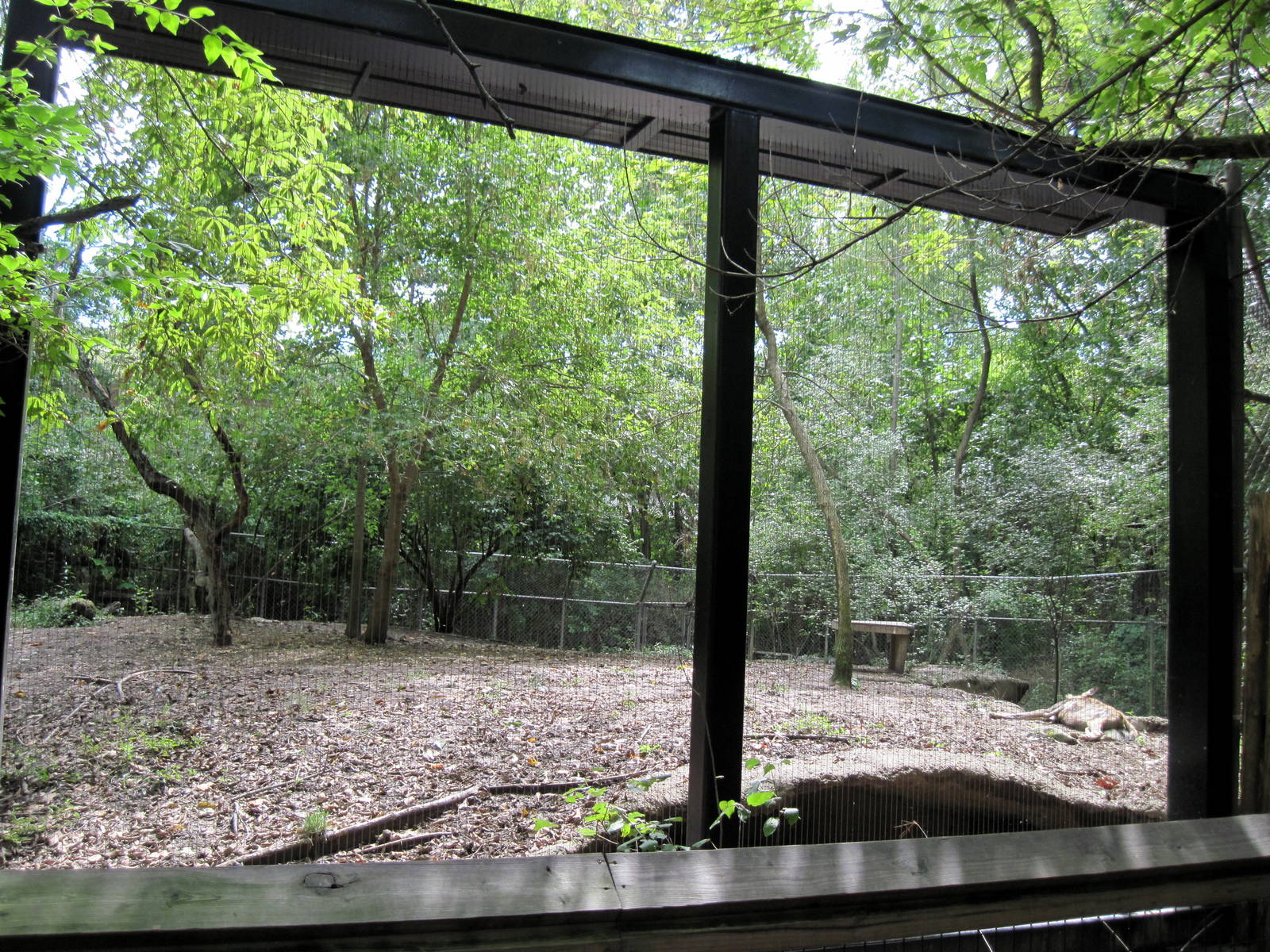 Africa-African Wild Dog Exhibit