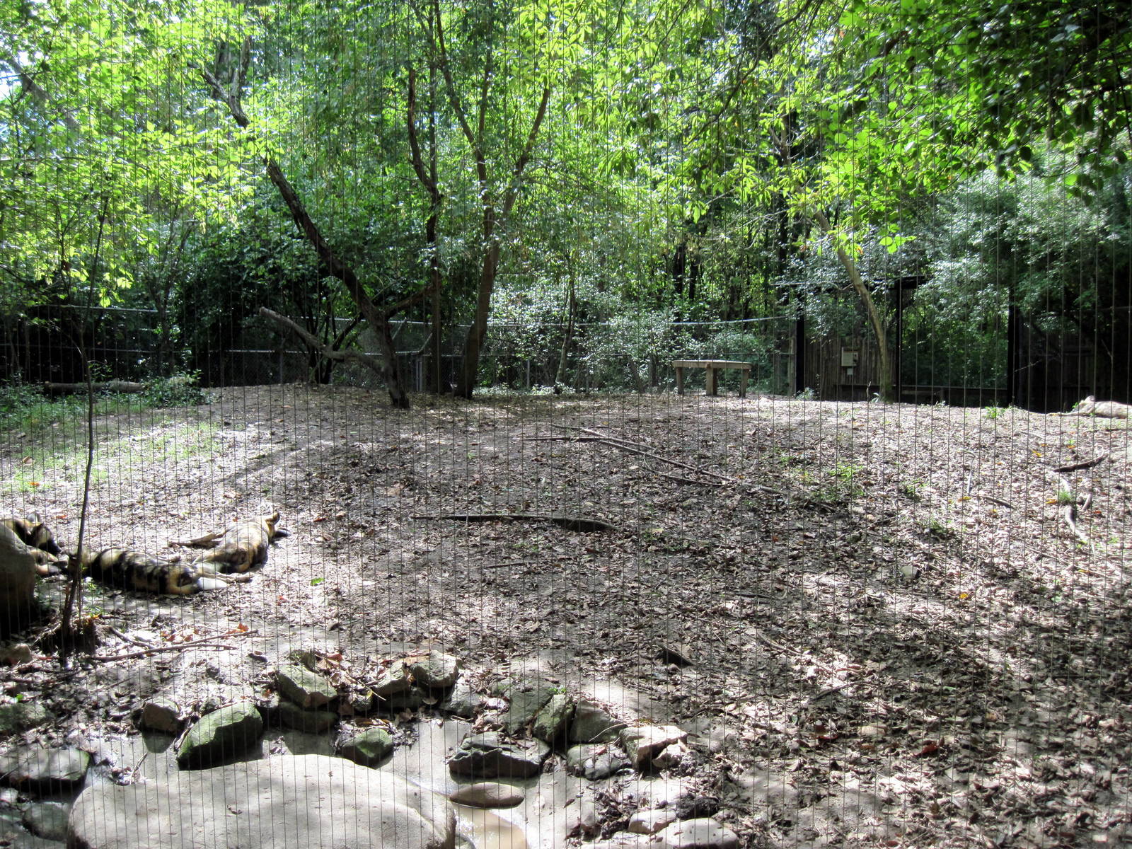 Africa-African Wild Dog Exhibit