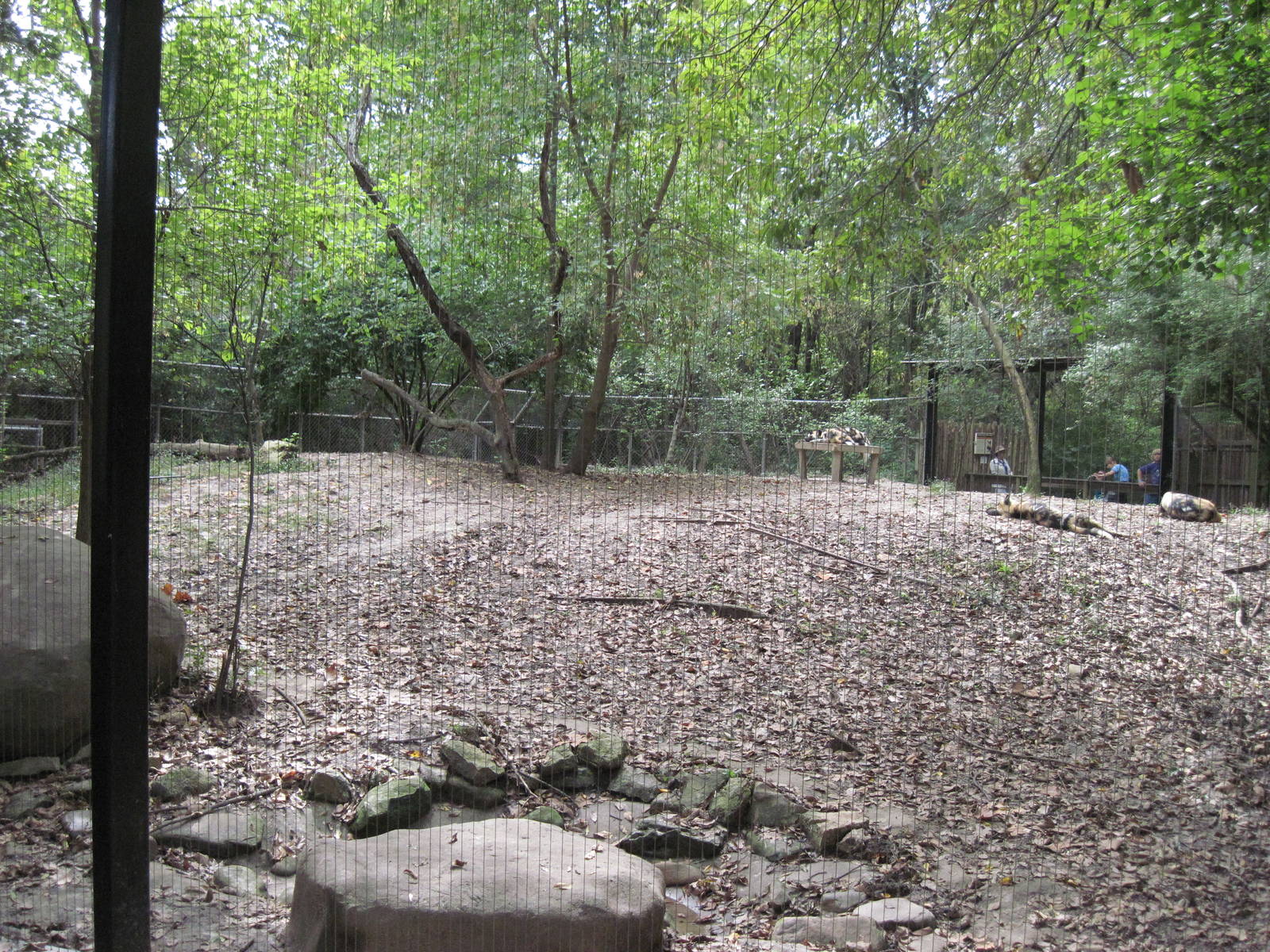Africa-African Wild Dog Exhibit