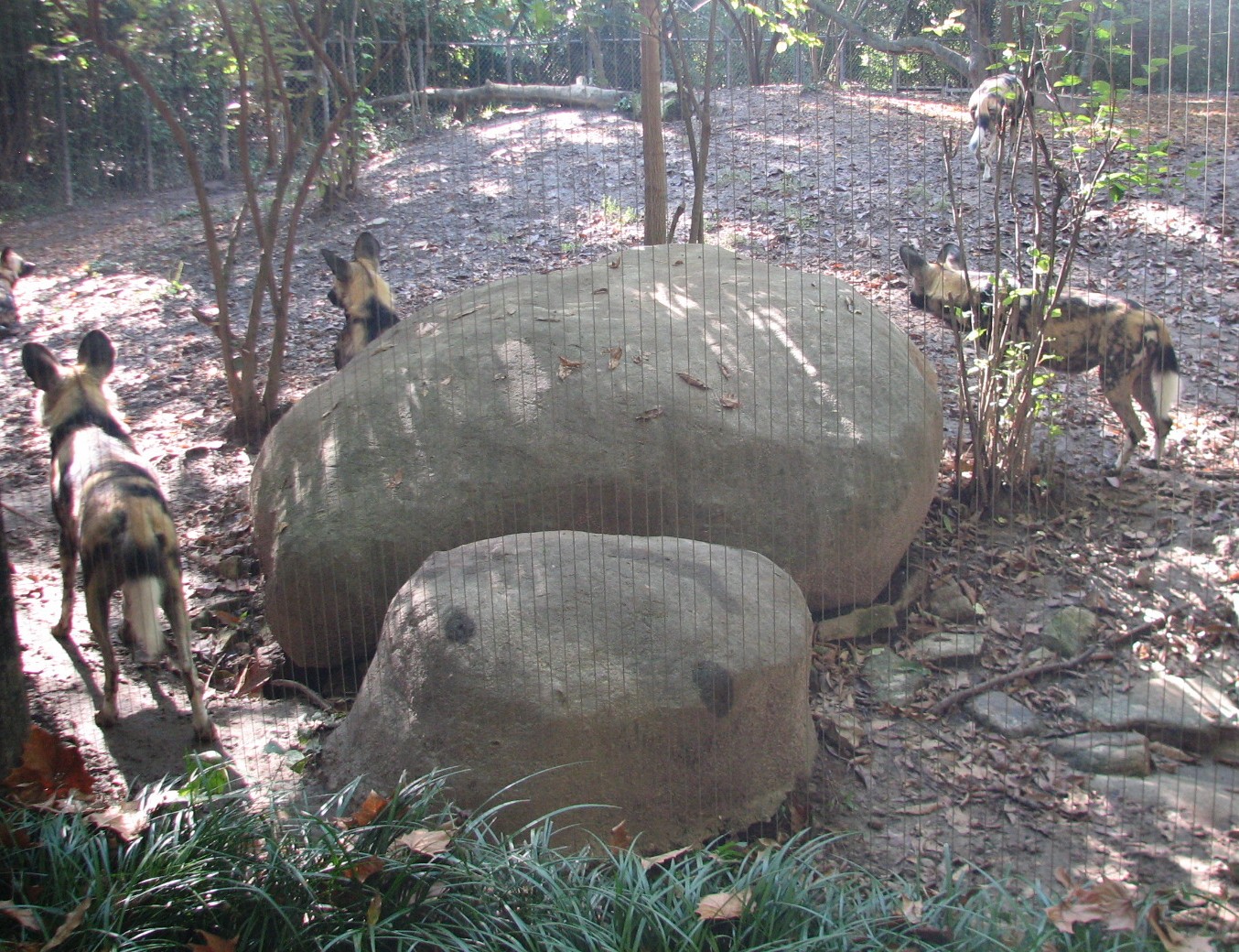 Africa - African Wild Dog Exhibit