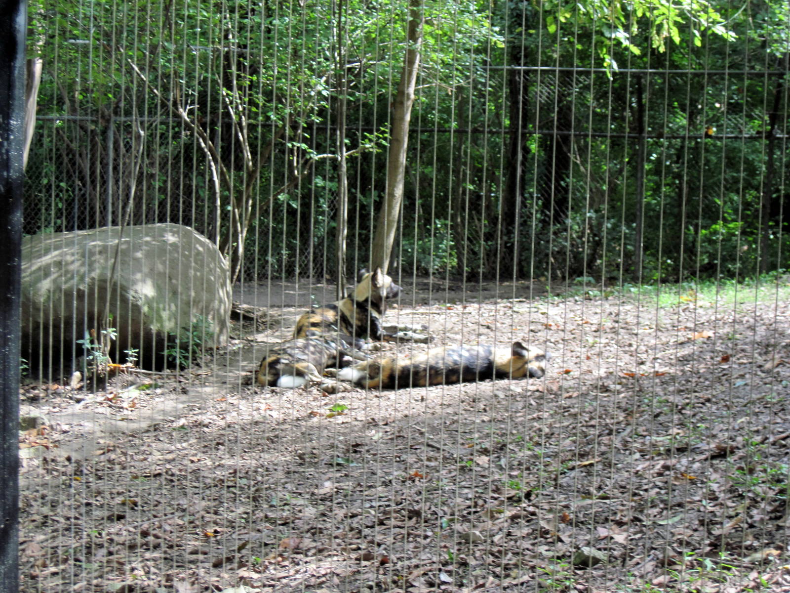 Africa-African Wild Dog