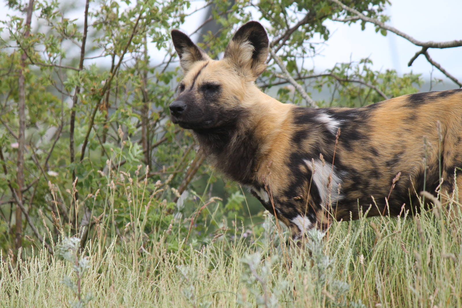 Africa - African wild dog