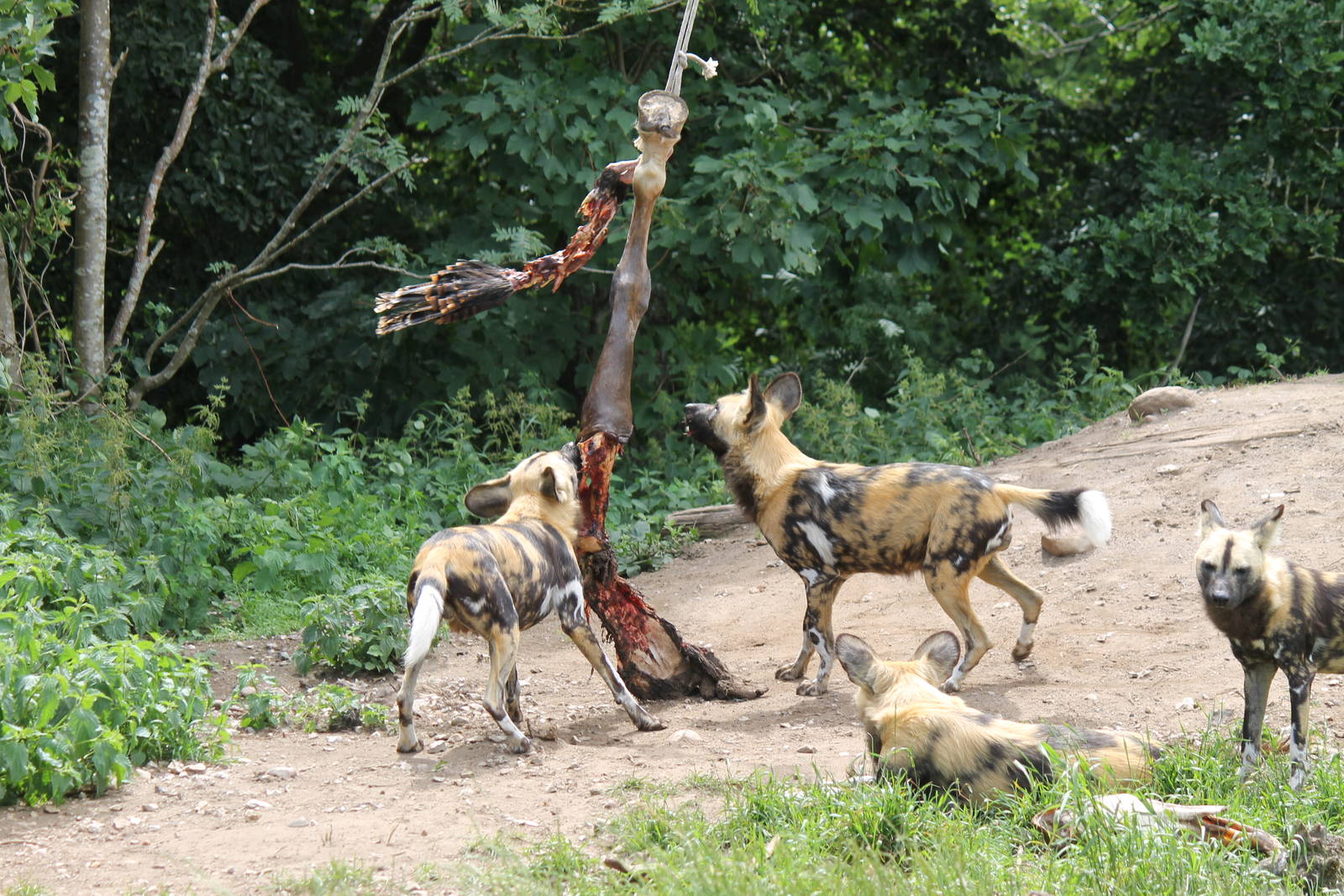 Africa - African wild dog