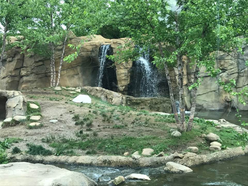 Africa- African Wild Dog