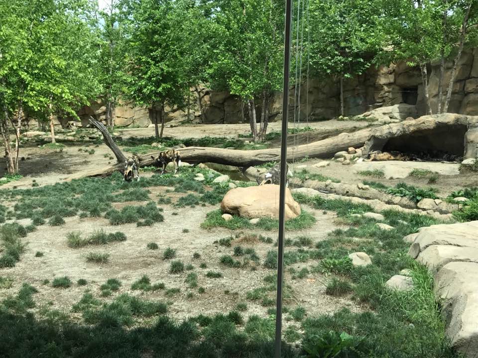 Africa- African Wild Dog