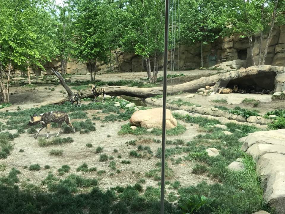 Africa- African Wild Dog