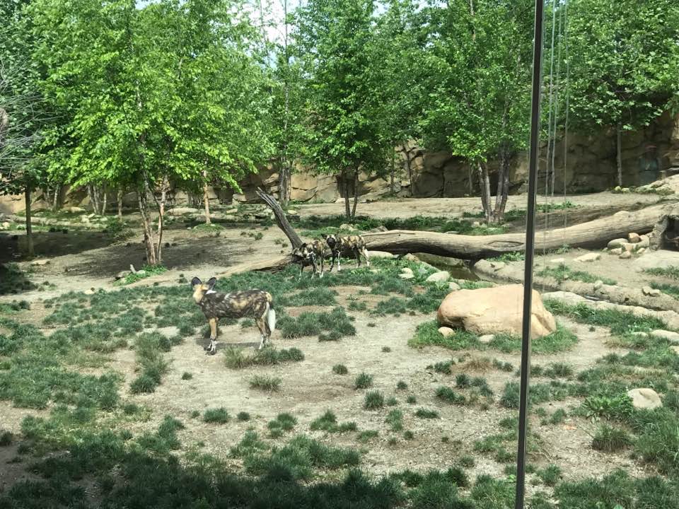 Africa- African Wild Dog