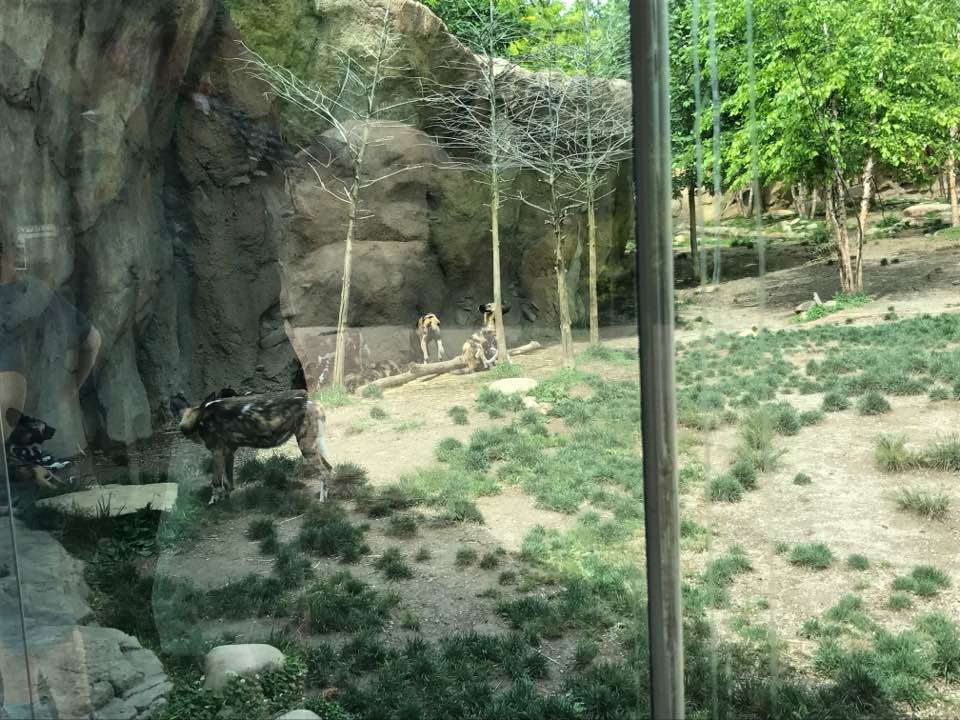 Africa- African Wild Dog