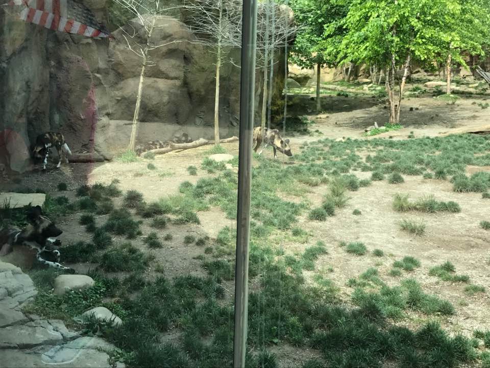 Africa- African Wild Dog