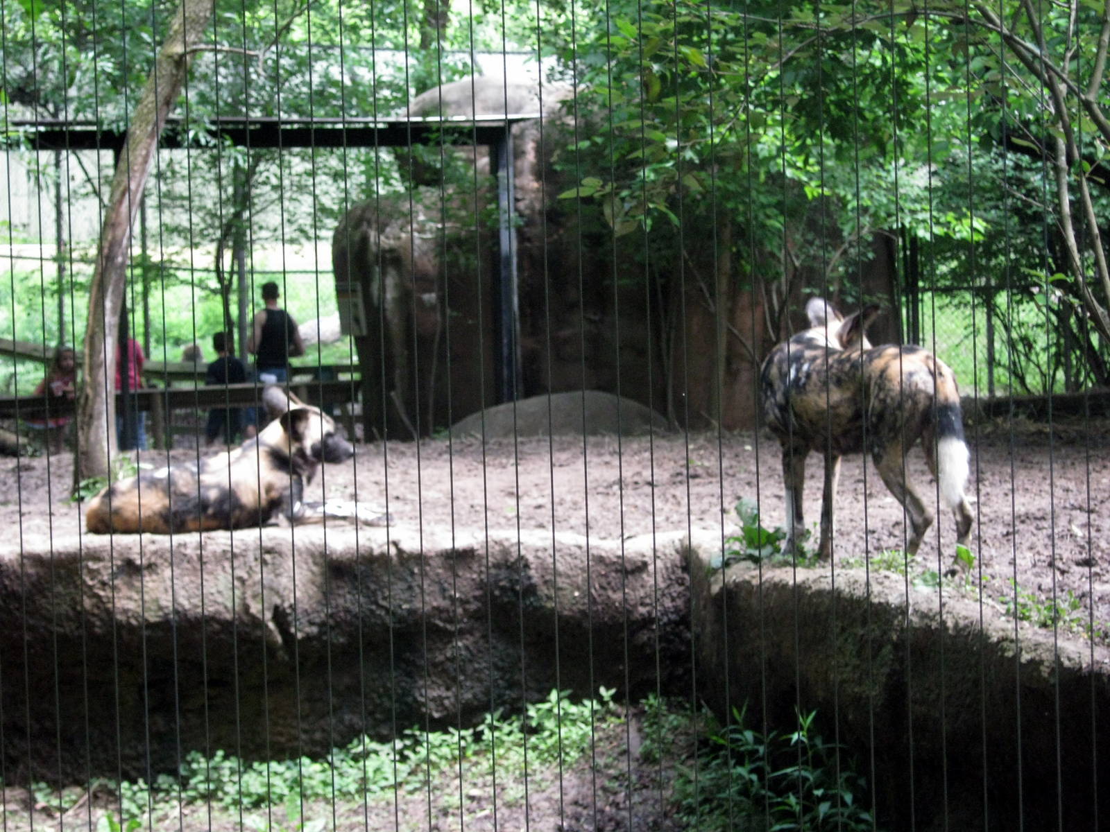 Africa-African Wild Dogs