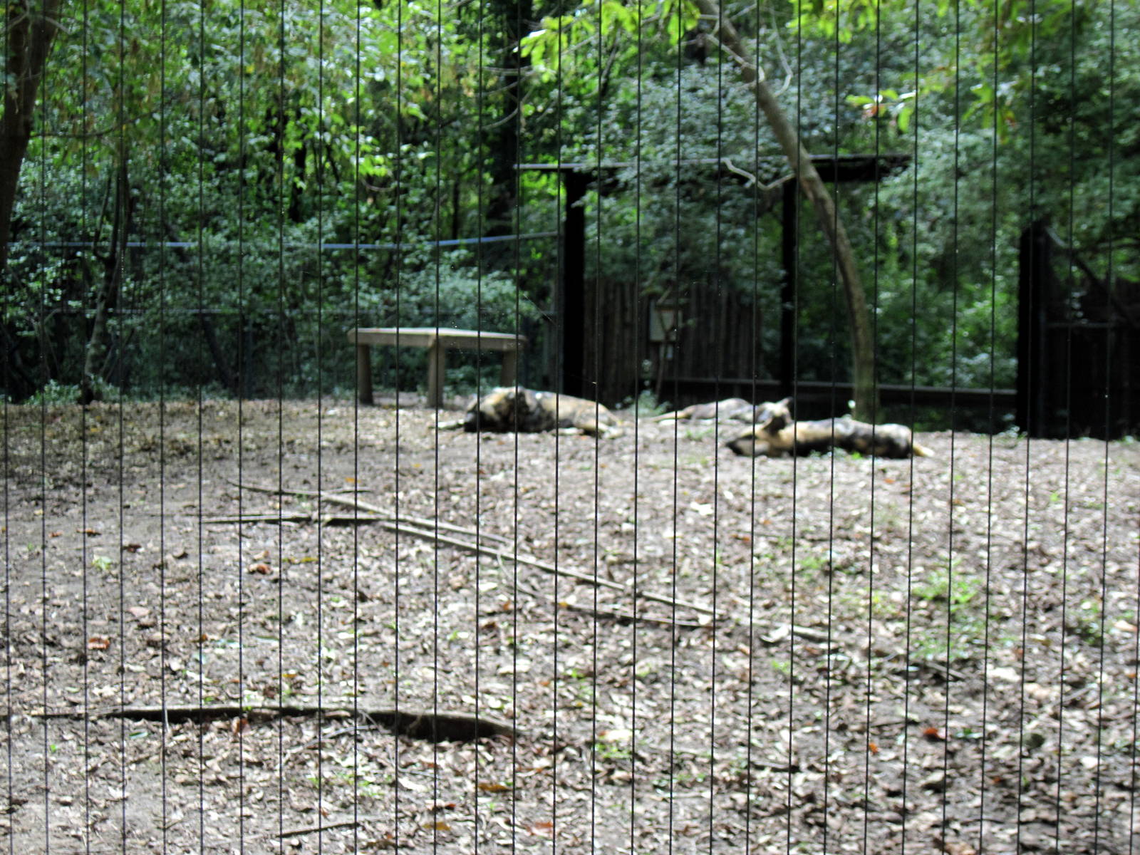 Africa-African Wild Dogs