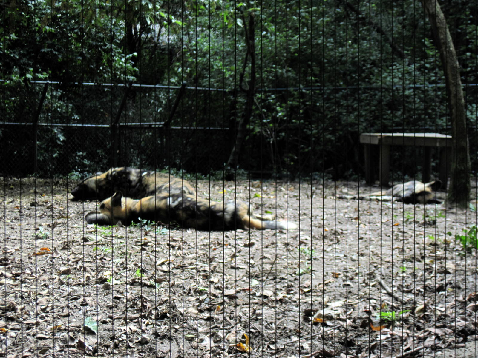 Africa-African Wild Dogs