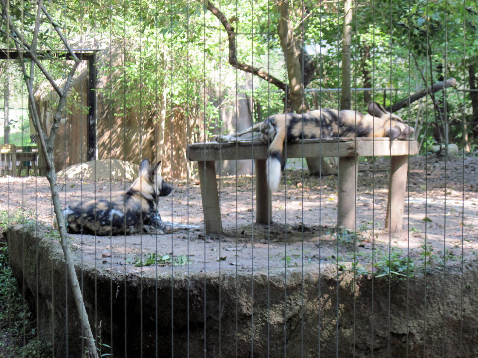 Africa-African Wild Dogs