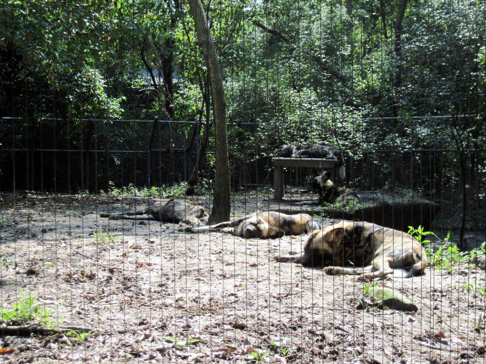 Africa-African Wild Dogs